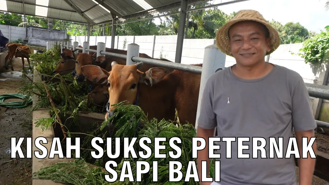 
                                 Kisah-Sukses-Peternak-Sapi-Bali